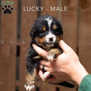 Lucky, Bernese Mountain Dog Puppy